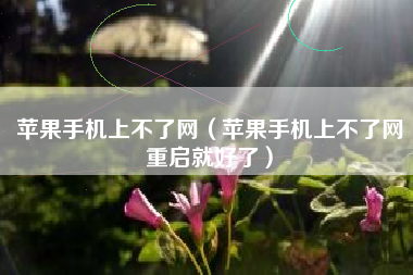 苹果手机上不了网（苹果手机上不了网重启就好了）